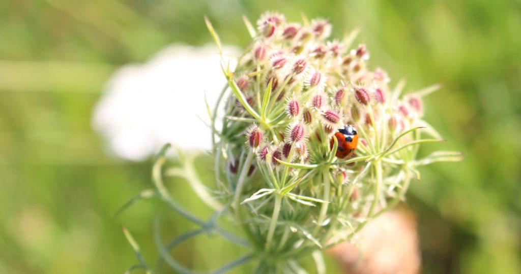 Arbres, arbustes et fruits d'automne