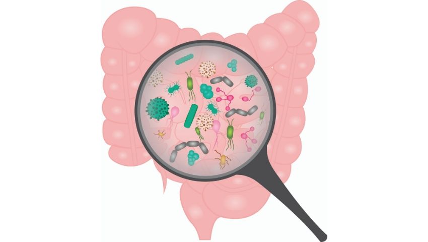Prendre soin du microbiote intestinal