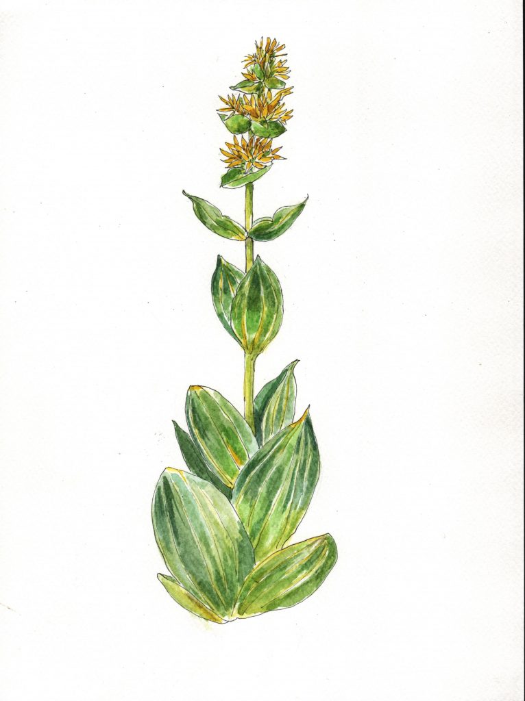 Stage 3 jours A la rencontre des plantes à St Pierre d'Entremont (Chartreuse)